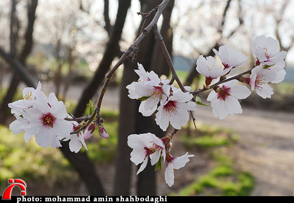 تصاویری زیبا از شکوفه های بهاری در سیرجان